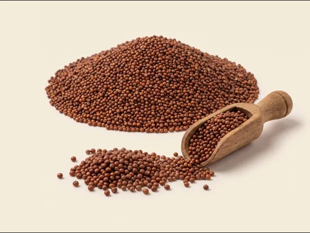 Finger millet (ragi) — photograph