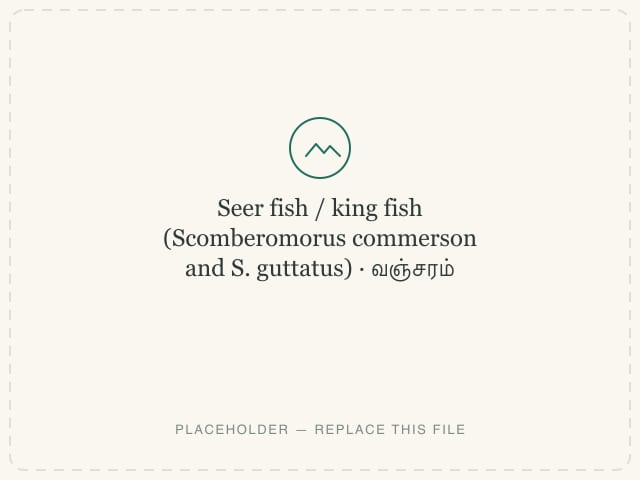 Seer fish / king fish (Scomberomorus commerson and S. guttatus) — photograph