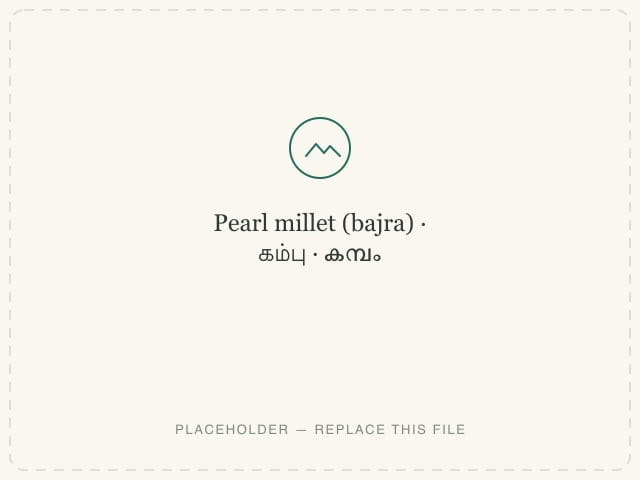 Pearl millet (bajra) — photograph