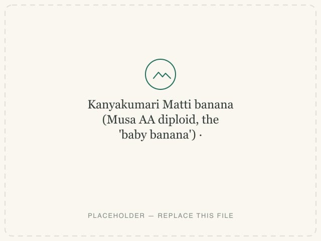 Kanyakumari Matti banana (Musa AA diploid, the 'baby banana') — photograph