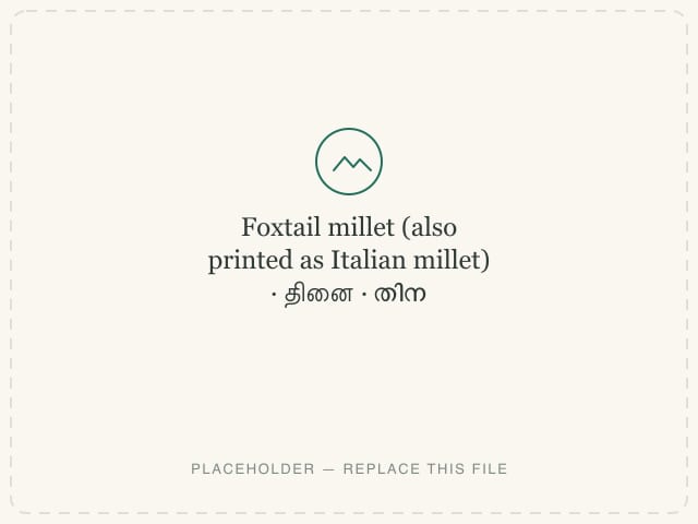 Foxtail millet (also printed as Italian millet) — photograph