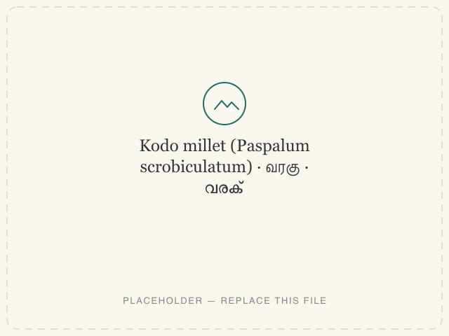 Kodo millet (Paspalum scrobiculatum) — photograph